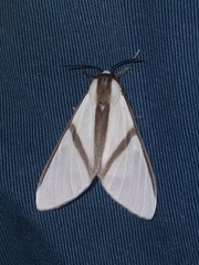 Turuptiana