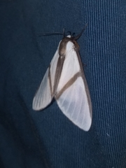Turuptiana