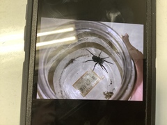 Herpyllus ecclesiasticus