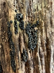 Rosellinia subiculata