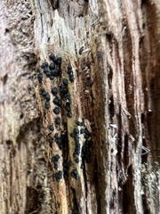 Rosellinia subiculata