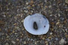 Gafrarium pectinatum