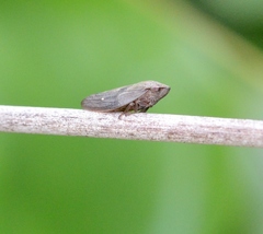 Aphrophora major