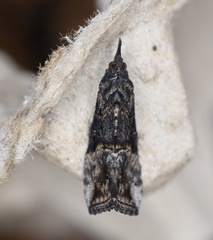 Hypena scabra