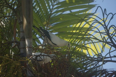 Ducula spilorrhoa