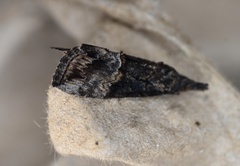 Hypena scabra