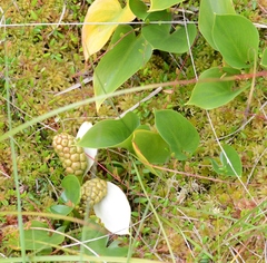Calla palustris