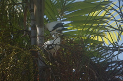 Ducula spilorrhoa