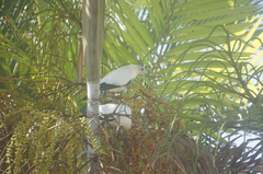 Ducula spilorrhoa