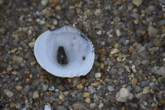 Gafrarium pectinatum