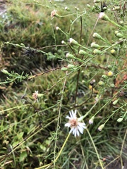 Symphyotrichum dumosum