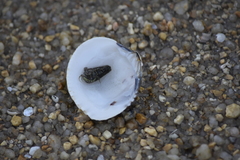 Gafrarium pectinatum