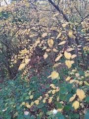 Cotoneaster multiflorus