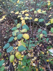 Cotoneaster multiflorus