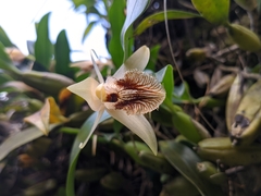 Coelogyne ovalis