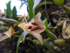 Coelogyne ovalis