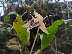 Coelogyne ovalis