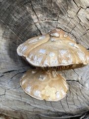 Hemipholiota
