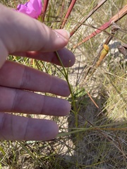 Sabatia gentianoides
