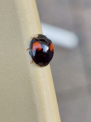 Harmonia axyridis