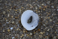 Gafrarium pectinatum