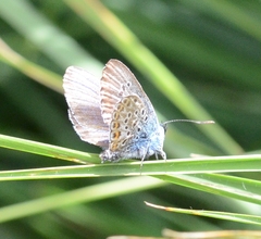 Plebejus argus