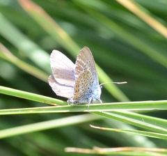 Plebejus argus
