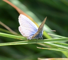 Plebejus argus