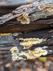 Coniophora puteana