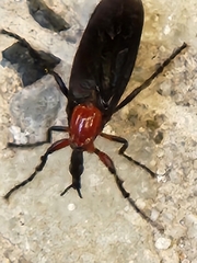 Dilophus pectoralis