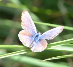 Plebejus argus