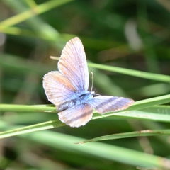 Plebejus argus