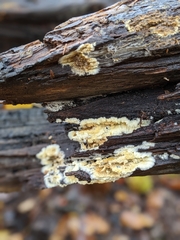 Coniophora puteana