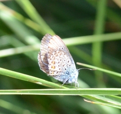 Plebejus argus