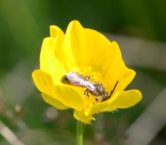 Sphecodogastra
