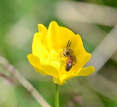 Sphecodogastra