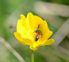 Sphecodogastra