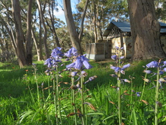 Hyacinthoides hispanica