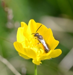 Sphecodogastra
