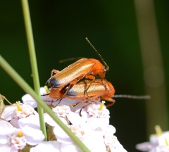 Rhagonycha fulva