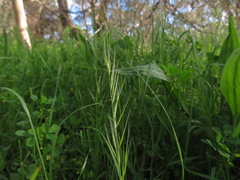 Festuca myuros