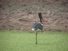 Ephippiorhynchus senegalensis