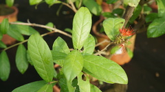 Combretum constrictum