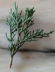 Cupressus sempervirens