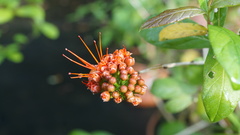 Combretum constrictum