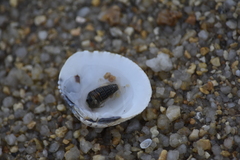 Gafrarium pectinatum