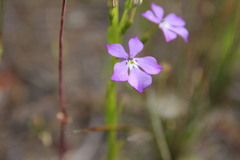 Isotoma hypocrateriformis
