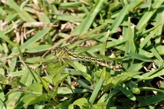 Ceratogomphus pictus