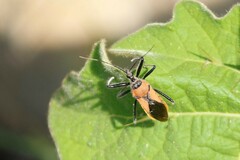 Rhynocoris