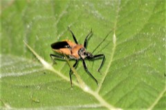 Rhynocoris